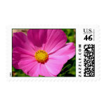 Pink Petals Postage Stamp