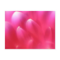 Pink Petals Post Cards