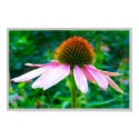 Pink Petals posters by TDSwhite Pink Petals posters