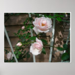 Pink Petals Poster