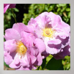 Pink Petals Rose Macro Poster