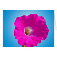 pink petunia flower in blue. cards