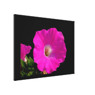 pink petunia flowers canvas print