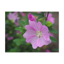 Pink Petunia postcards