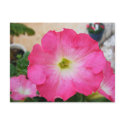 Pink Petunia postcards