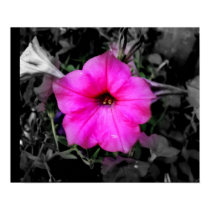 Pink Petunia posters