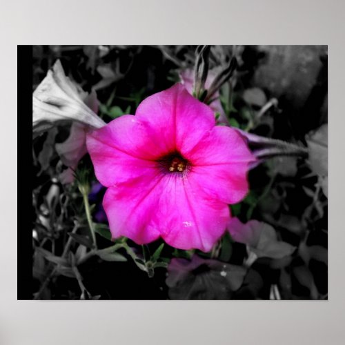 Pink Petunia print