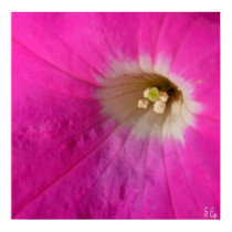 Pink Petunia posters