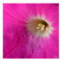 Pink Petunia posters by CyrScenes Pink Petunia posters