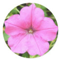 Pink Petunia stickers by princessklb07 Pink Petunia stickers