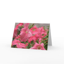 Pink Petunias Greeting Cards