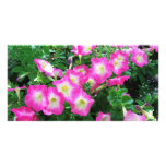 Pink Petunias Photo Greeting Card
