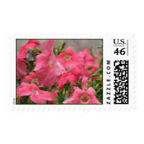 Pink Petunias postage
