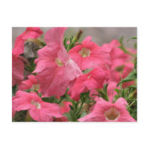 Pink Petunias postcards