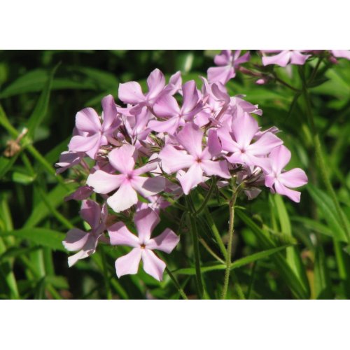 Pink Phlox Divaricata card