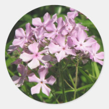 Pink Phlox Divaricata Round Stickers