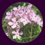 Pink Phlox Divaricata stickers
