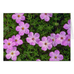 Pink Phlox flowers Greeting Cards