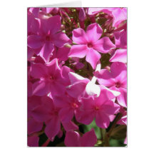 Pink Phlox Greeting Card
