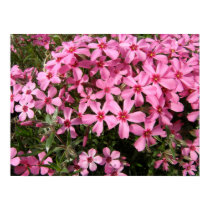 Pink Phlox posters