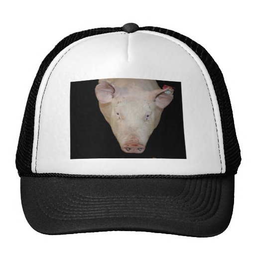 Pink pig head against black background hat
