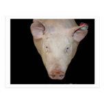 Pink pig head against black background post card