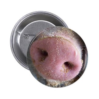 Pink Pig nose close up photograph