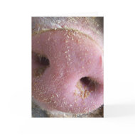 Pink Pig nose close up photograph card