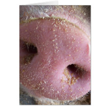 Pink Pig nose close up photograph Greeting Card