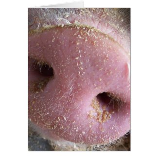 Pink Pig nose close up photograph Greeting Card