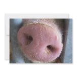 Pink Pig nose close up photograph Announcement
