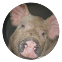 Pink Piglet Dinner Plates