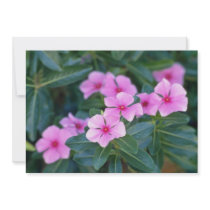Pink Pink catharamhus flowers Custom Announcement