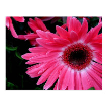 Pink Pinwheel Postcards