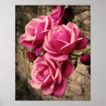 Pink Pirouette Roses Print