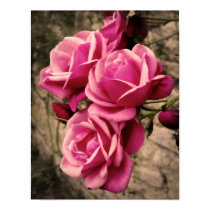 Pink Pirouette Roses posters