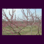 Pink Pleasure - Dogwoods