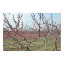 Pink Pleasure - Dogwoods posters by rwgreen1173 Pink Pleasure - Dogwoods posters
