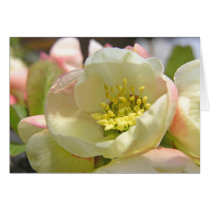 Pink Plum Blossom cards by mlane53 Pink Plum Blossom cards