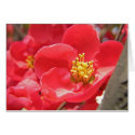 Pink Plum Blossoms cards by mlane53 Pink Plum Blossoms cards