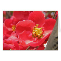 Pink Plum Blossoms cards by mlane53 Pink Plum Blossoms cards