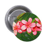 Pink plumeria buttons