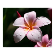 Pink Plumeria Art Print