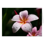 Pink Plumeria Blank Card