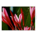 Pink Plumeria Card by pulsDesign Pink Plumeria Card
