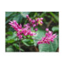 Pink Plumeria Flower Postcards