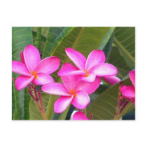 Pink Plumeria Flower Postcard by craftycorner Pink Plumeria Flower Postcard