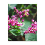 Pink Plumeria Flower Postcard