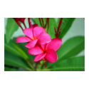 Pink Plumeria Frangipani Hawaiian Flower posters