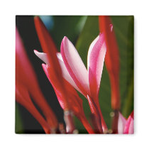 Pink Plumeria Magnet by pulsDesign Pink Plumeria Magnet